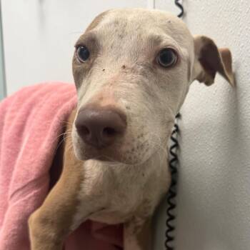 Alexa -  Pit Bull Terrier and Mixed Breed Dog for Adoption in Abilene, Texas - Alexa | PetCurious