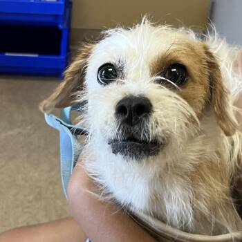 Toby -  Terrier and Mixed Breed Dog Available for Adoption in Palm Springs, California - Toby | PetCurious
