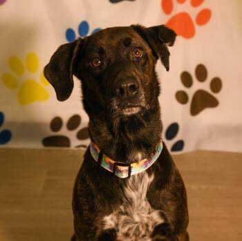Labrador Retriever and Plott Hound Dogs Available for Adoption in Brooklyn Center, Minnesota - Kali | PetCurious