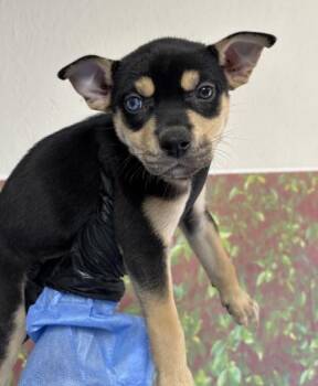 Patchouli -  Terrier and Mixed Breed Dog for Adoption in San Antonio, Texas - Patchouli | PetCurious