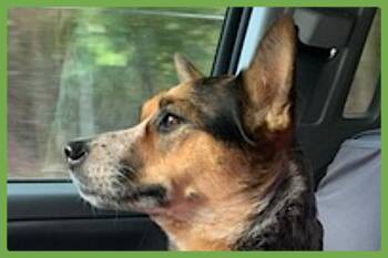 Zoe -  Australian Cattle Dog Blue Heeler Dog for Adoption in Amherst, Massachusetts - Zoe | PetCurious