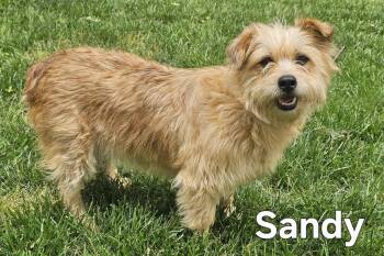 Cairn Terrier Dogs Available for Adoption in Franklin, Tennessee - SANDY-FOSTER NEEDED! | PetCurious