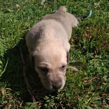 Shepherd Dogs Available for Adoption in Branson, Missouri - Norma | PetCurious