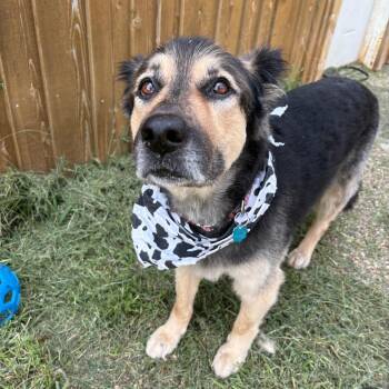 Bruno -  German Shepherd Dog and Husky Dog for Adoption in West Des Moines, Iowa - Bruno | PetCurious