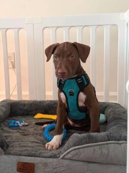 Maui -  Labrador Retriever and Mixed Breed Dog for Adoption in Valley Stream, New York - Maui | PetCurious