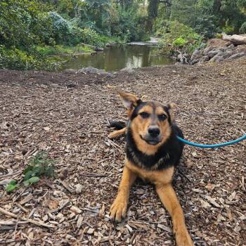 Ember -  Shepherd Dog for Adoption in St. Augustine, Florida - Ember | PetCurious
