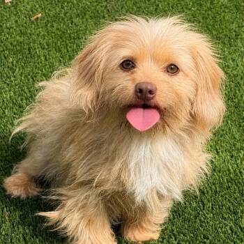 Piggy -  Wirehaired Dachshund and Dachshund Dog for Adoption in Hondo, Texas - Piggy | PetCurious
