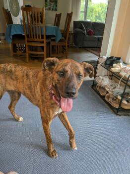 Marina -  Boxer and Labrador Retriever Dog for Adoption in Grand Forks, North Dakota - Marina | PetCurious
