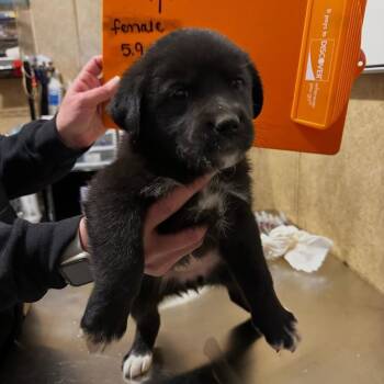 Yellow Labrador Retriever Dogs Available for Adoption - Cube | PetCurious