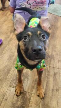Dougie -  Shepherd Dog for Adoption in Troy, Alabama - Dougie | PetCurious