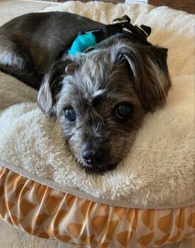 Rebecca -  Shih Tzu Dog Available for Adoption - Rebecca | PetCurious