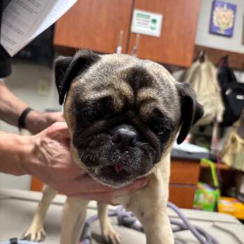 Frankenstein -  Pug Dog for Adoption in Yuma, Arizona - Frankenstein | PetCurious