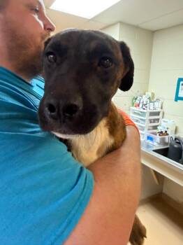 Boxer Dogs Available for Adoption in Nacogdoches, Texas - Canelo | PetCurious