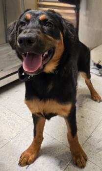 Shepherd and Labrador Retriever Dogs Available for Adoption in Sandusky, Ohio - Oscar | PetCurious
