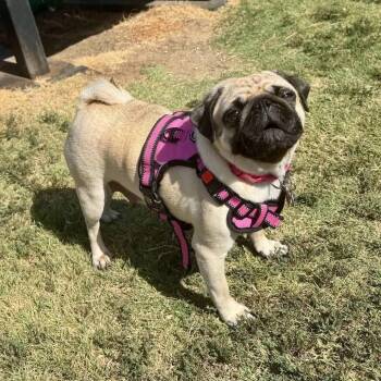 Buttercup -  Pug Dog for Adoption in Allen, Texas - Buttercup | PetCurious