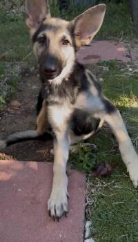 Bonnet -  German Shepherd Dog Dog for Adoption in Lake Wylie, South Carolina - Bonnet | PetCurious