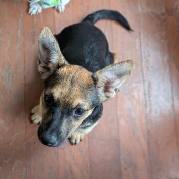 Kronk -  Chihuahua and Dachshund Dog for Adoption in Raeford, North Carolina - Kronk | PetCurious