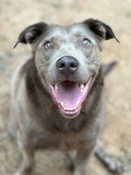 Rescue Weimaraner and Labrador Retriever Dogs for Adoption in Greenville, South Carolina - Sterling - PLEASE READ ALL INFORMATION | PetCurious