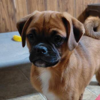Crystal KS -  Pug and Australian Shepherd Dog for Adoption in Austin, Texas - Crystal KS | PetCurious