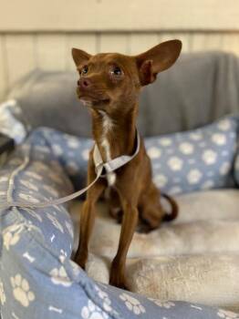 Chihuahua Dogs Available for Adoption - Paco (Bonded W/ Nacho Libre) | PetCurious