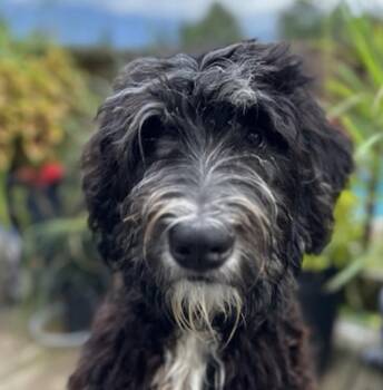 Max -  Labradoodle Dog for Adoption in Andover, Massachusetts - Max | PetCurious