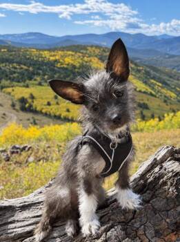 Roo -  Chihuahua and Yorkshire Terrier Dog for Adoption in Mead, Colorado - Roo | PetCurious