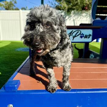 Rescue Golden Retriever and Poodle Dogs for Adoption in Lakewood Ranch, Florida - Mike | PetCurious