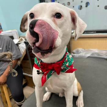 American Bulldog Dogs Available for Adoption in Gulfport, Mississippi - Ranger | PetCurious