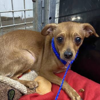Rescue Chihuahua Dogs for Adoption in Sarasota, Florida - Simba | PetCurious