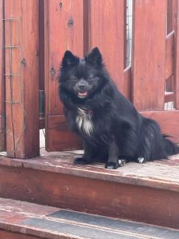Trixie -  Pomeranian and Spitz Dog for Adoption in East Greenville, Pennsylvania - Trixie | PetCurious