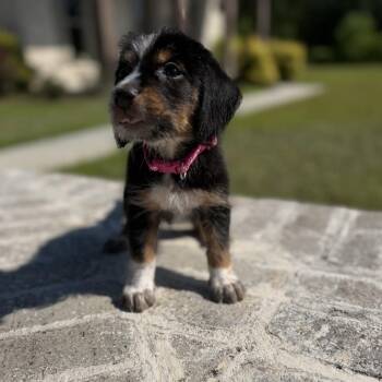 Birdie -  Hound and Mixed Breed Dog for Adoption in Baton Rouge, Louisiana - Birdie | PetCurious