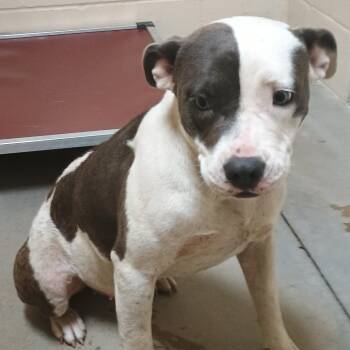 Rose -  Pit Bull Terrier and Mixed Breed Dog for Adoption in Palestine, Texas - Rose | PetCurious