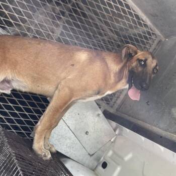 Bobert -  Belgian Shepherd Malinois Dog for Adoption in Edinburg, Texas - Bobert | PetCurious