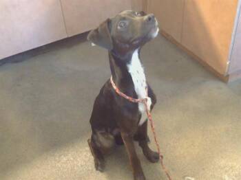 VERANDA -  Pit Bull Terrier and Mixed Breed Dog for Adoption in Sacramento, California - VERANDA | PetCurious