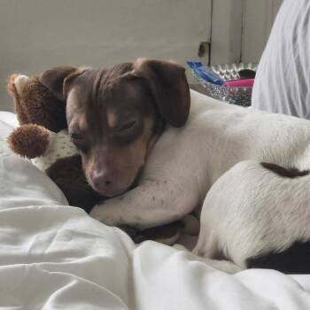 Mixed Breed Dogs Available for Adoption - Bitsy | PetCurious