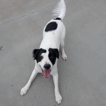 Great Pyrenees Dogs Available for Adoption in Emporia, Kansas - Chase | PetCurious