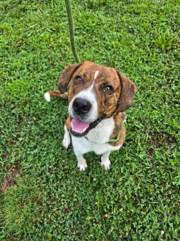 Choco Latte -  Terrier Dog for Adoption in Athens, Tennessee - Choco Latte | PetCurious
