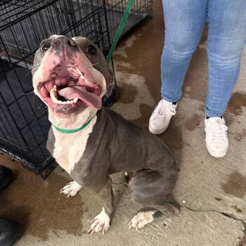 Pit Bull Terrier Dogs Available for Adoption in Edinburg, Texas - Shannon | PetCurious