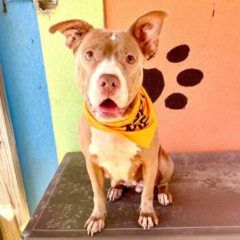 Rescue Pit Bull Terrier Dogs for Adoption in Newark, New Jersey - Emma | PetCurious