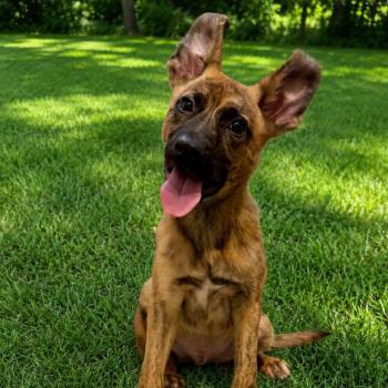 German Shepherd Dog Dogs Available for Adoption in Park Forest, Illinois - Tony | PetCurious