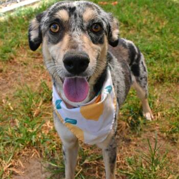 Lady Bug -  Australian Cattle Dog Blue Heeler and Border Collie Dog for Adoption in Beaumont, Texas - Lady Bug | PetCurious
