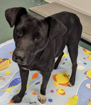 Rescue Mixed Breed Dogs for Adoption in Fort Worth, Texas - Rosie | PetCurious