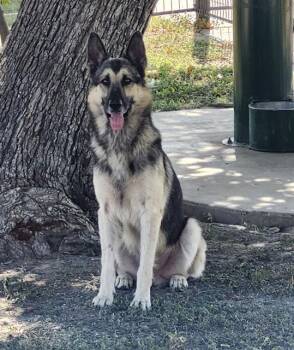 LES -  German Shepherd Dog Dog for Adoption in San Antonio, Texas - LES | PetCurious