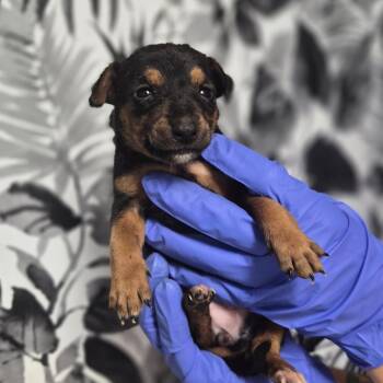 Mavis -  Shepherd Dog for Adoption in Wahiawa, Hawaii - Mavis | PetCurious