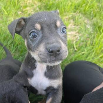 Rottweiler and Mixed Breed Dogs Available for Adoption in Carmel Hamlet, New York - Roo (Calhoun Warrior) | PetCurious