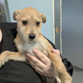 Rescue Wire Fox Terrier Dogs for Adoption in Chico, California - SOREN | PetCurious
