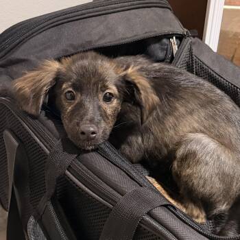 Spaniel and Chihuahua Dogs Available for Adoption in Carmel Hamlet, New York - Spike  | PetCurious