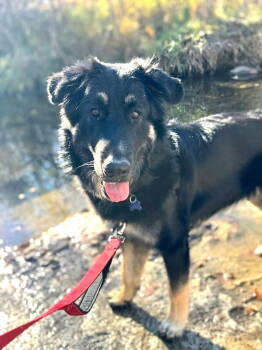 Rescue Australian Shepherd and Flat Coated Retriever Dogs for Adoption in Winter Park, Colorado - Thumper | PetCurious