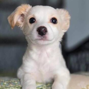 Mixed Breed Dogs Available for Adoption - Jetson | PetCurious