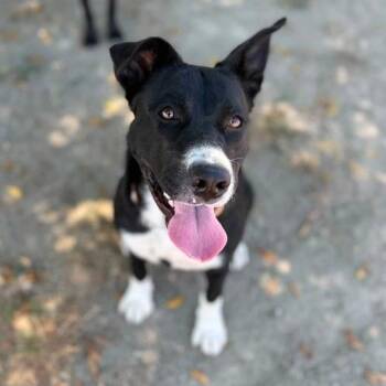 Junie -  Pit Bull Terrier and Mixed Breed Dog for Adoption in Turlock, California - Junie | PetCurious
